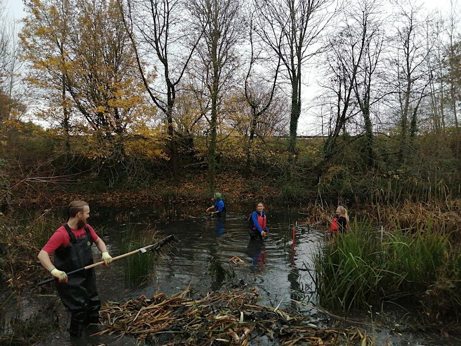 Typha management - Alvington Pond