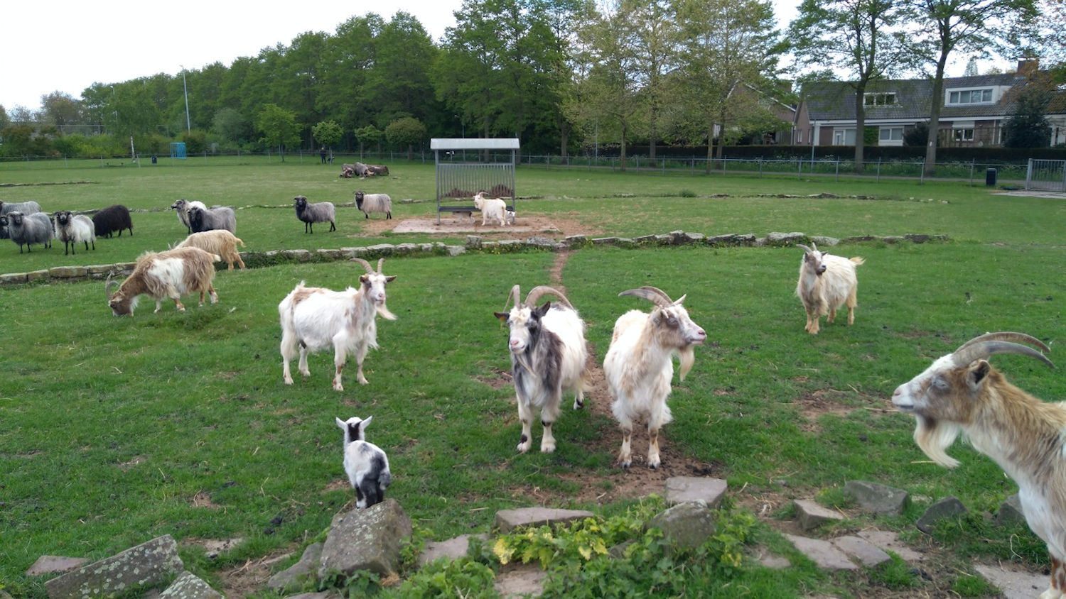 volunteers for animal park de Menning