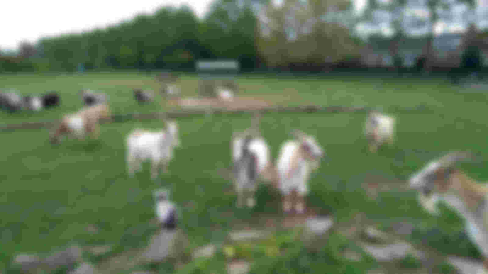 volunteers for animal park de Menning