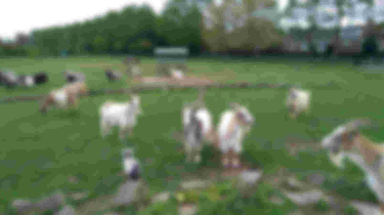 vrijwilligers voor dierenparkje de Menning