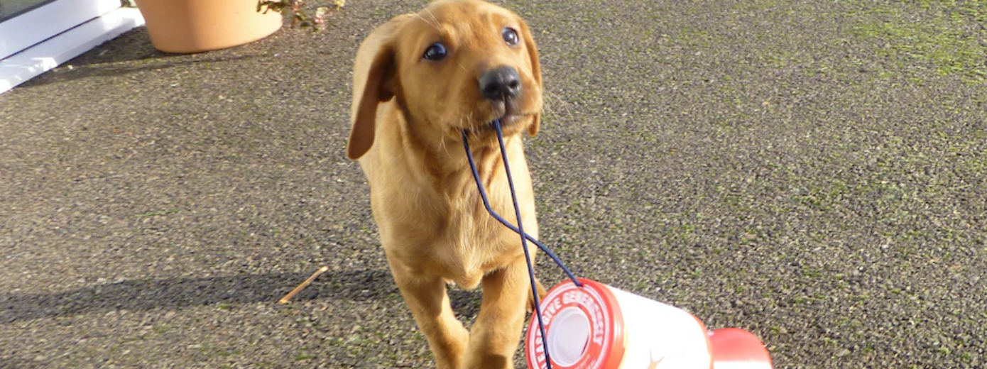 Events & Fundraising Volunteer