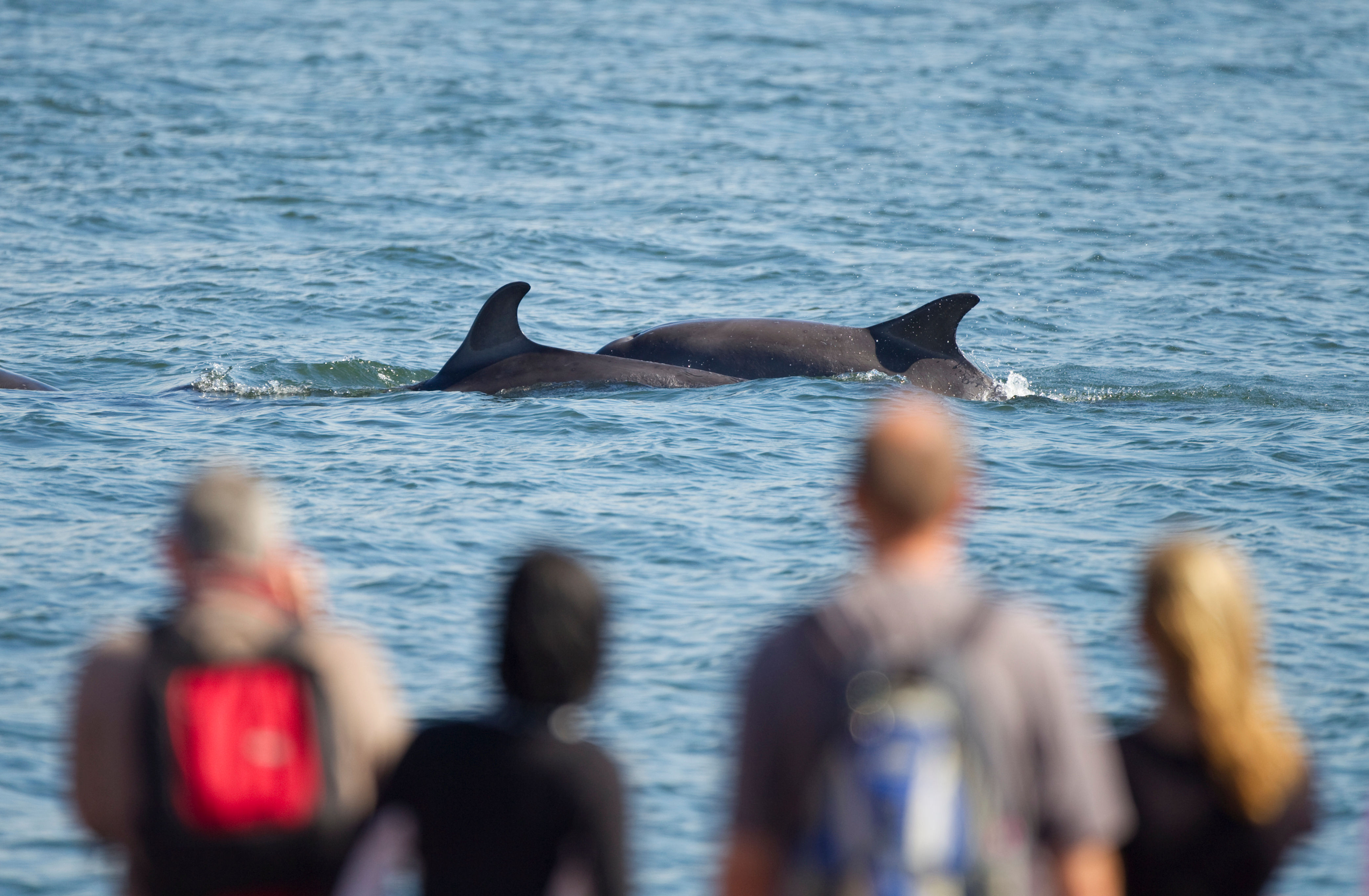 Wilder EVENTS Champion