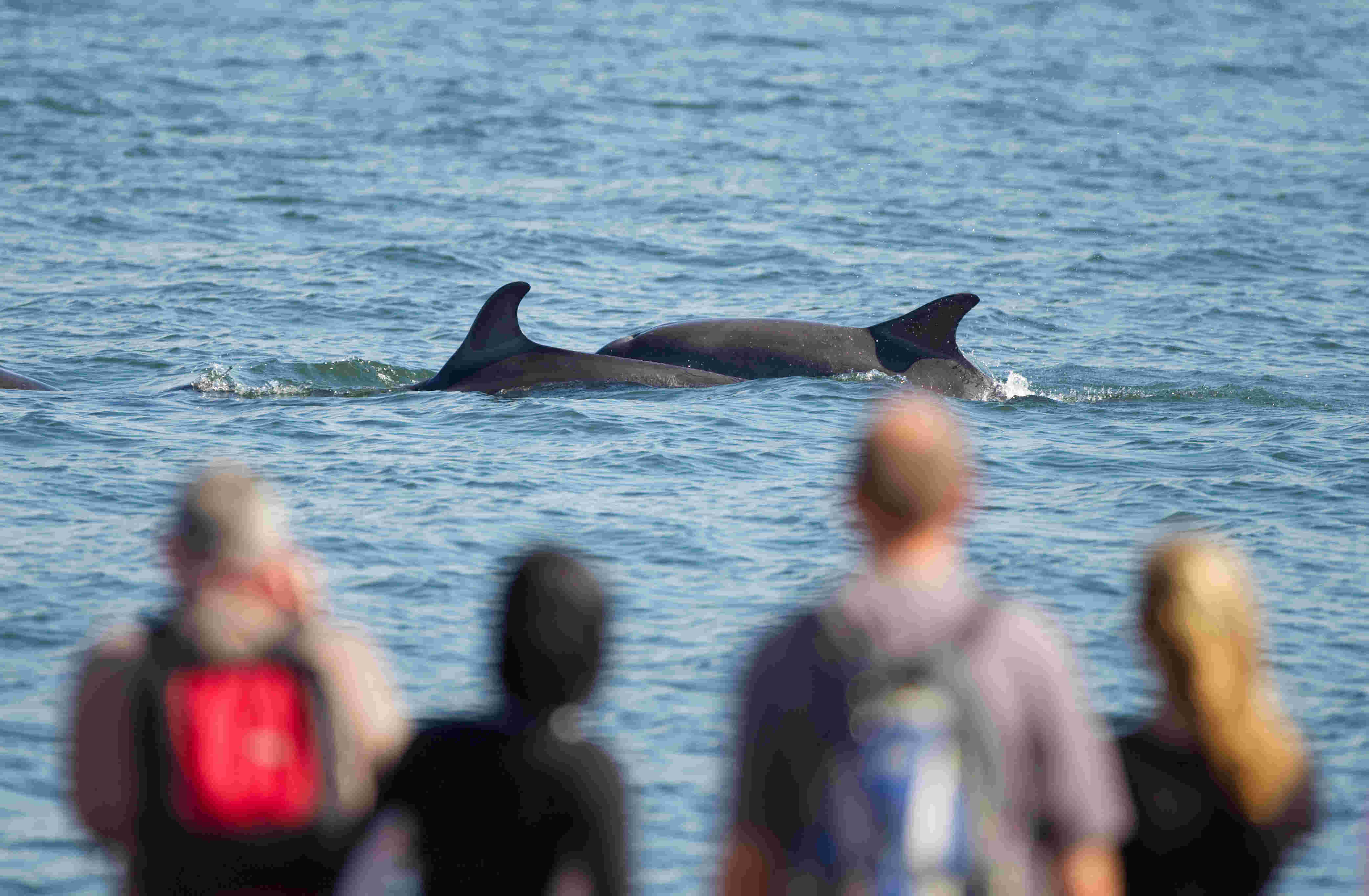 Wilder EVENTS Champion