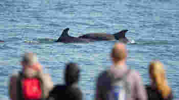 Wilder EVENTS Champion