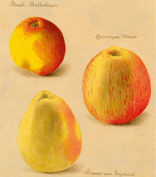 Vormgeving fruitboekje 