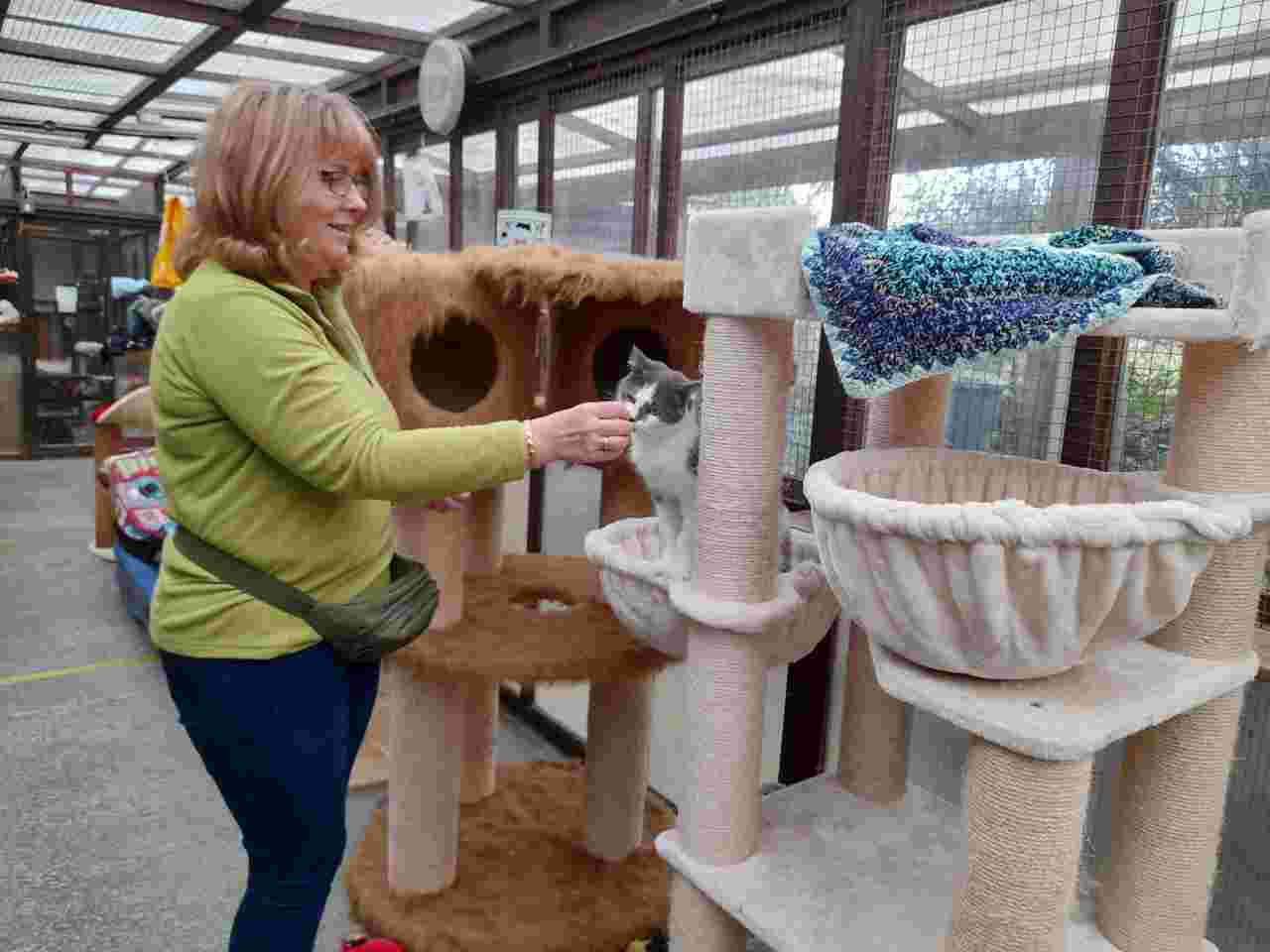 Cattery & Small Animal Cleaning & Enrichment