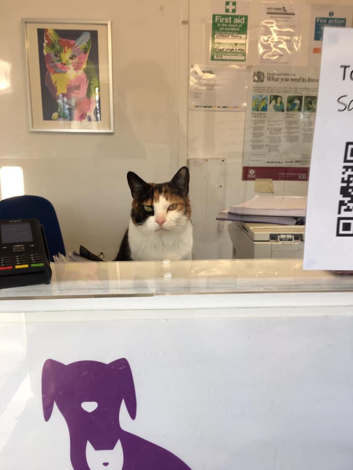 Reception & Admin Volunteer