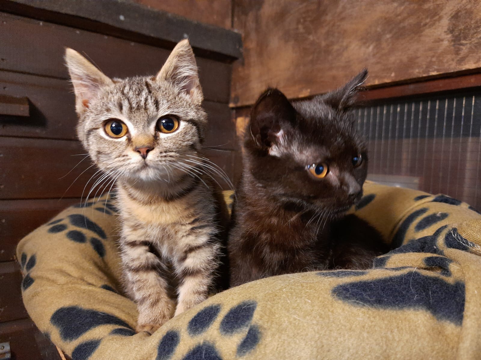 Maintenance Volunteer