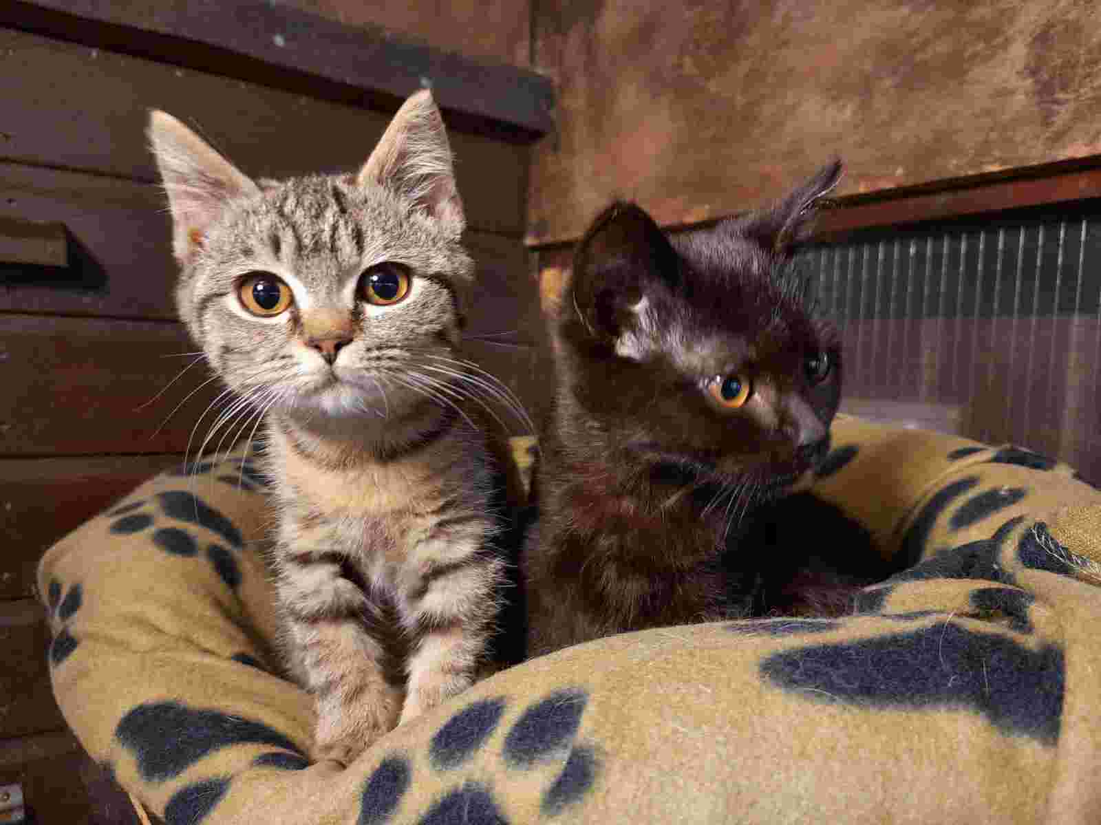 Cattery & Small Animal Cleaning & Enrichment