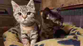 Maintenance Volunteer