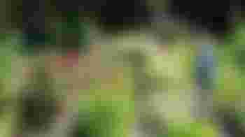 Algemene tuinklussen en bloemenpluktuin