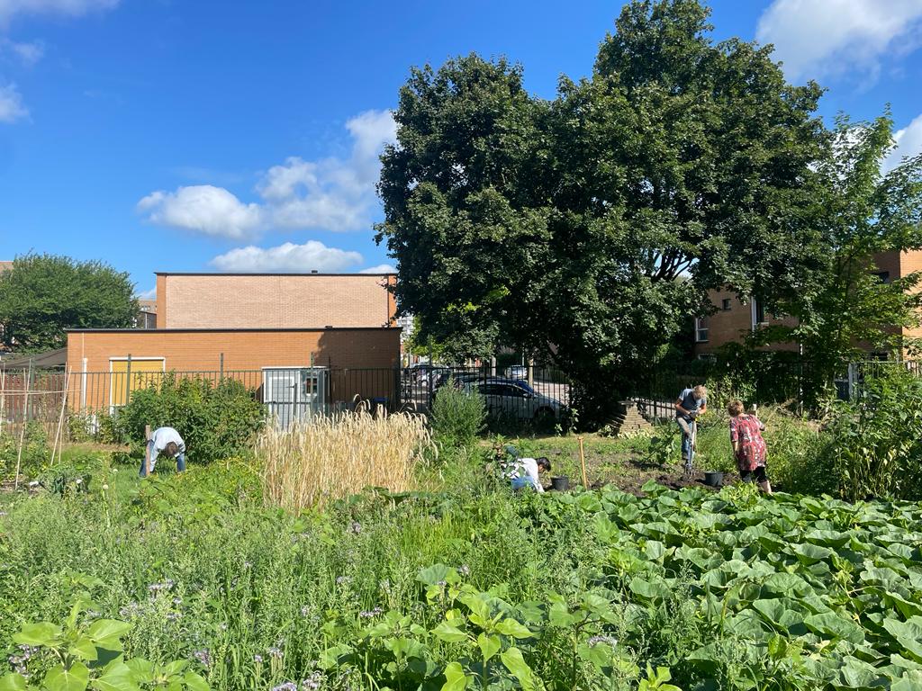 Vrijwilliger bij Stadstuin Plutodreef