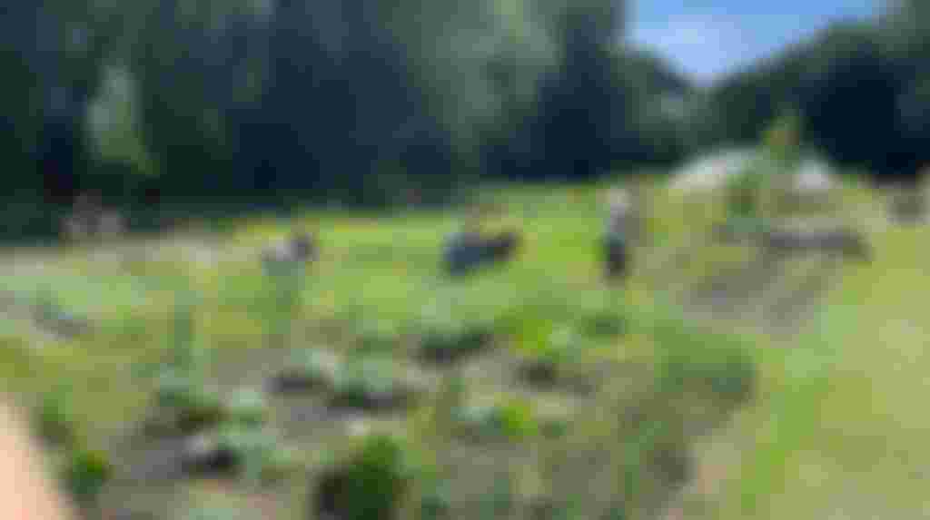 Meewerken in de gezamenlijke moestuin.
