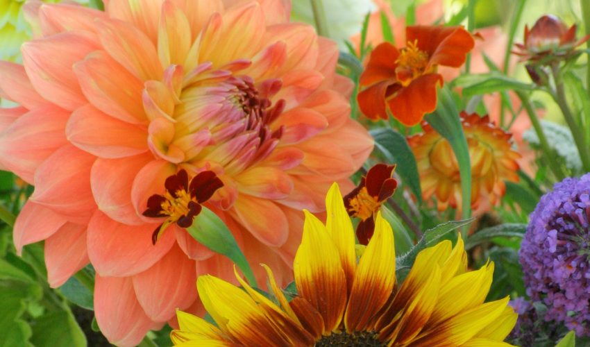 Bloemrijk, kwekerij, pluktuin en zorgverlener