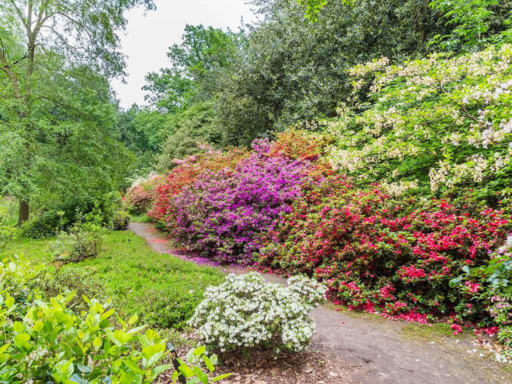 Belmonte arboretum Wageningen