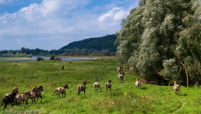 WNF Regioteam Gelderse Vallei Utrechtse Heuvelrug