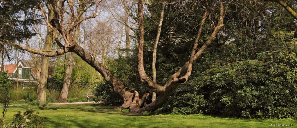 Vereniging Wilhelminapark Wormerveer