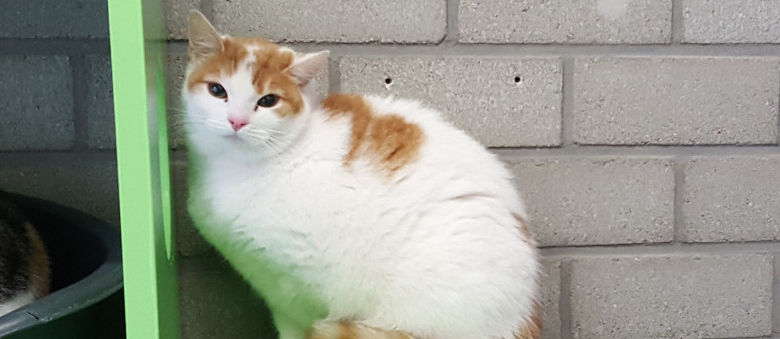 Dierenasiel De Swinge