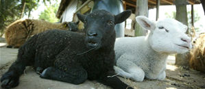 St. Kinder- en Zorgboerderij Overbetuwe