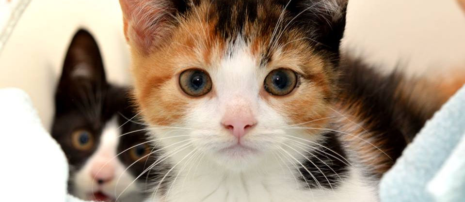 Dierenopvang De Wissel