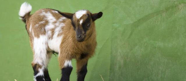Kinderboerderij Kokiezier