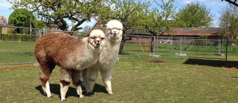 Zorgboerderij d'n Bongerd