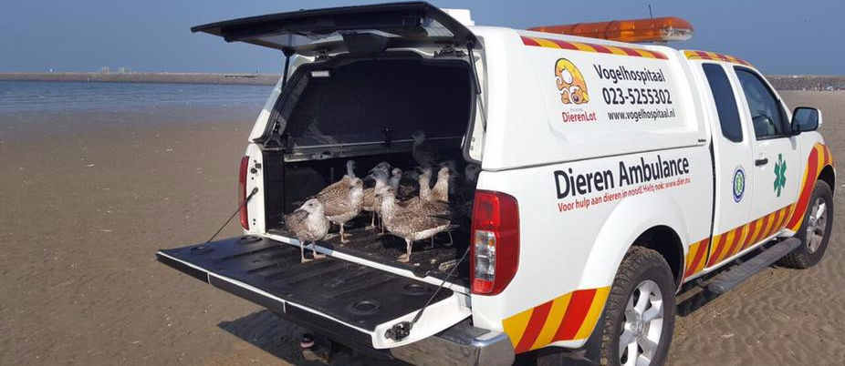 Stichting Vogelrampenfonds, het Vogelhospitaal