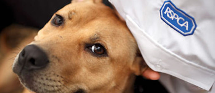 RSPCA (South Cambridgeshire)