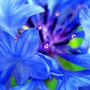 Women in between jobs