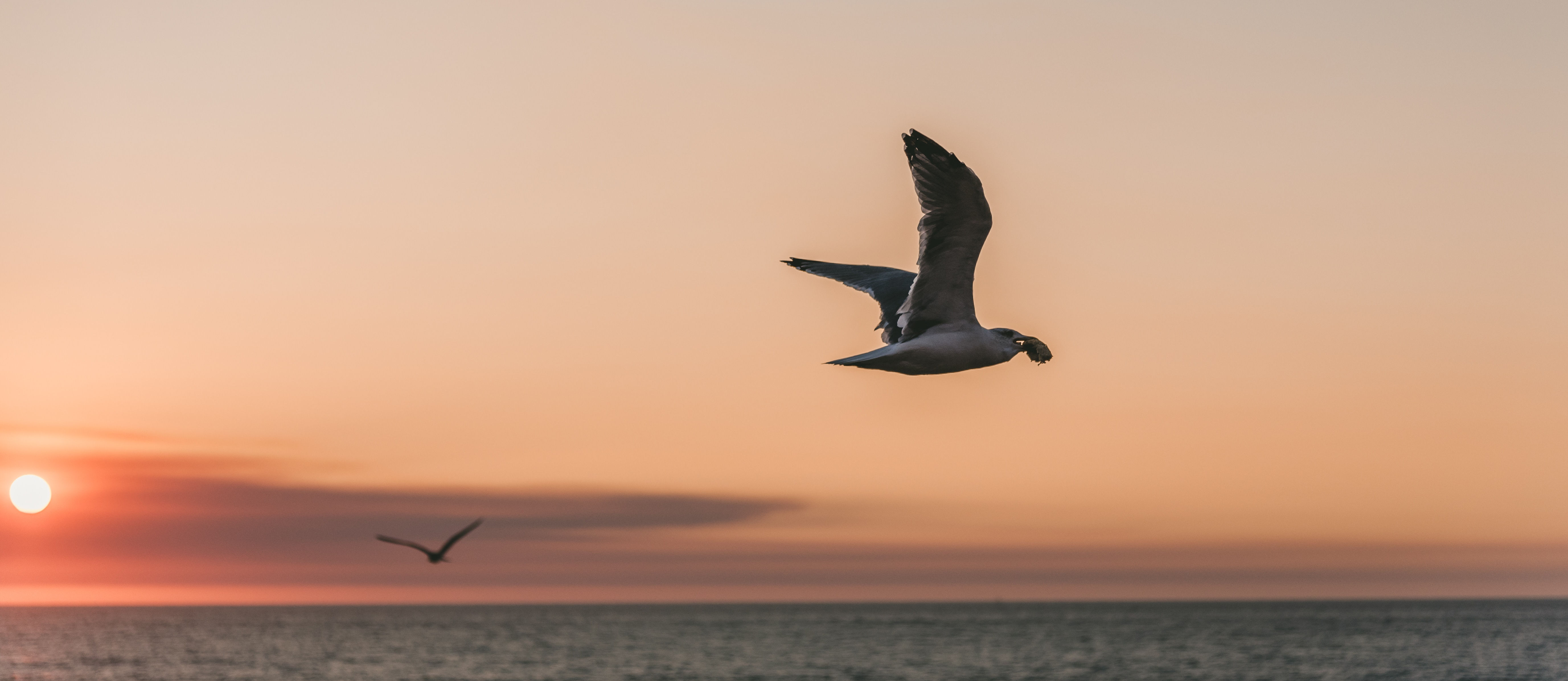 Vogelbescherming Den Helder 