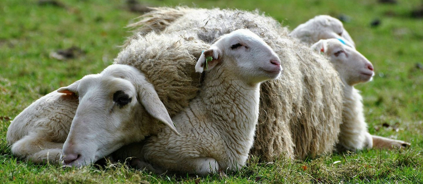 Stichting Rhedense Schaapskudde