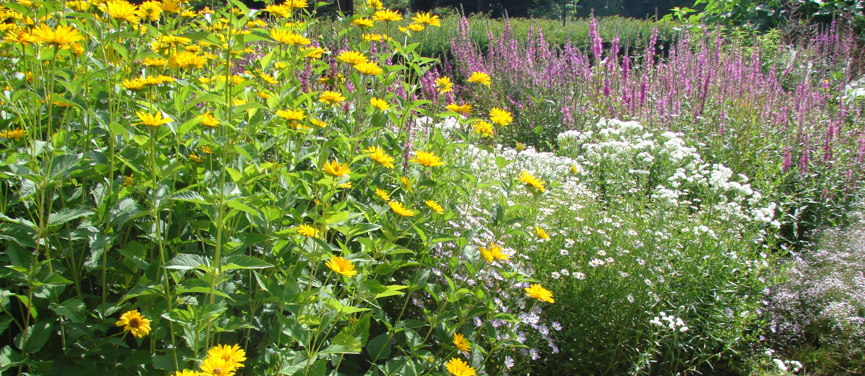 Vereniging Vrienden van Park Darwin