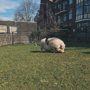 Kinderboerderij de Dierencapel 