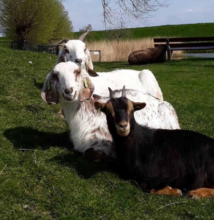 Kinderboerderij de Waalrakkers