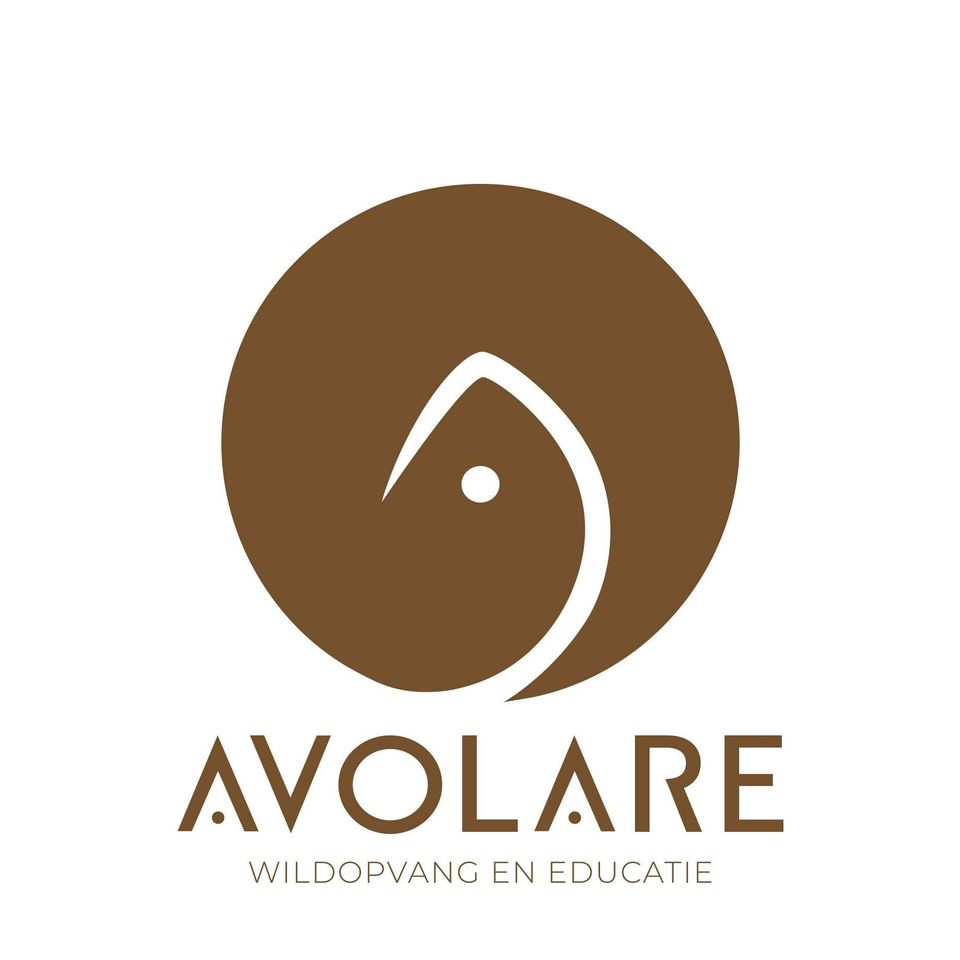 Avolare