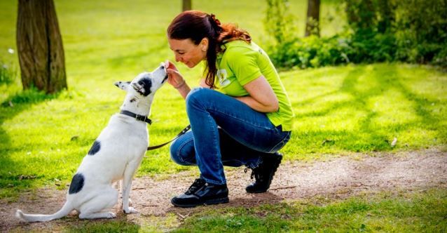 De Dierenbescherming