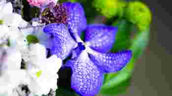 Vrijwilliger groen onderhoud