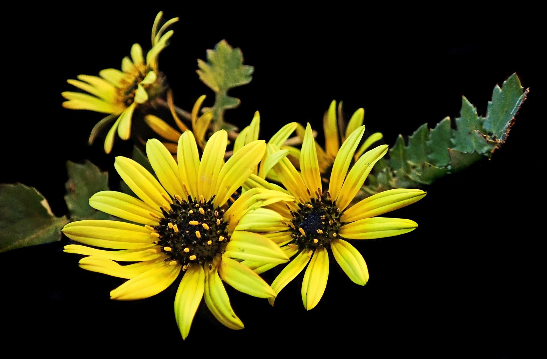 Onkruid verwijderen voor de verhuizing! Kom jij mevrouw helpen?