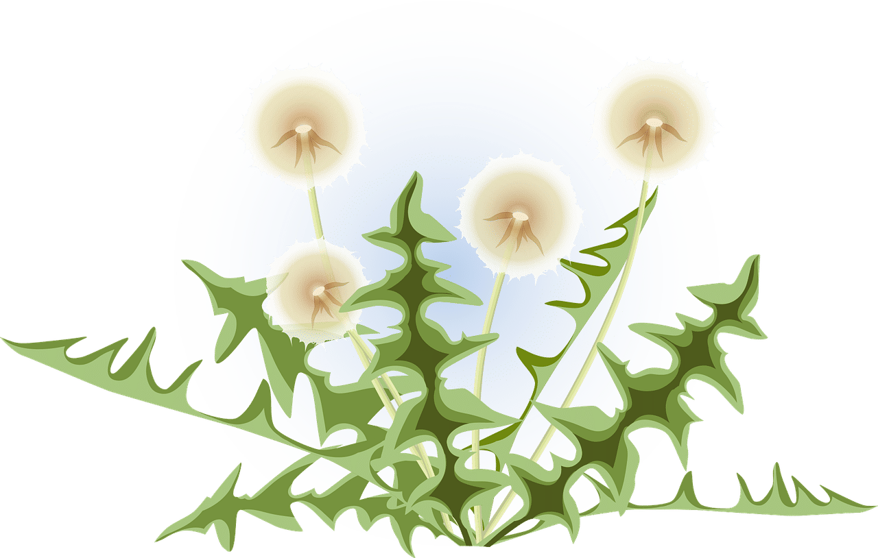 Onkruid tussen de tegels verwijderen, kom jij dit doen voor mevrouw?