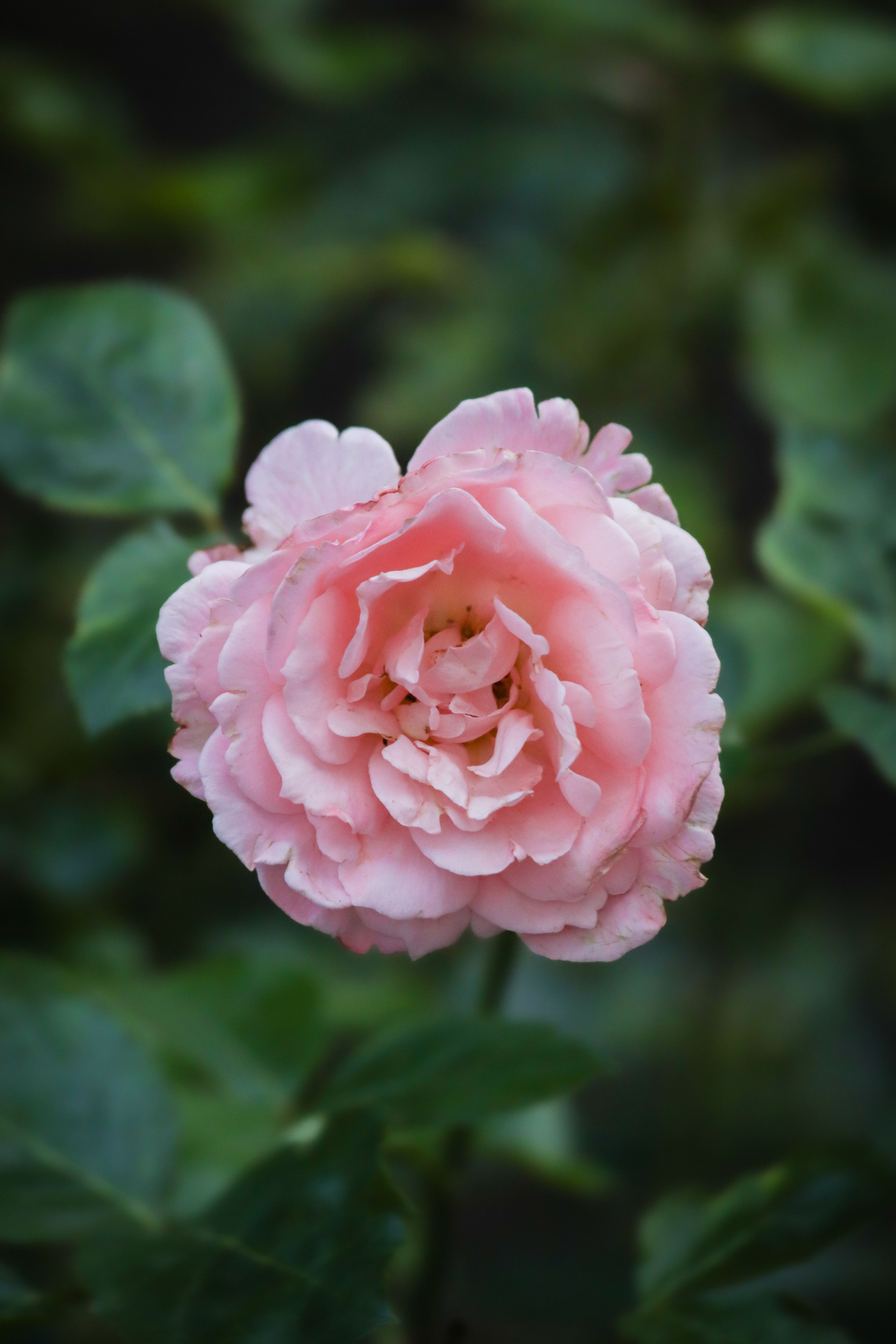 Groene, flexibele vingers! Heb jij die voor dit kleine tuinklusje?