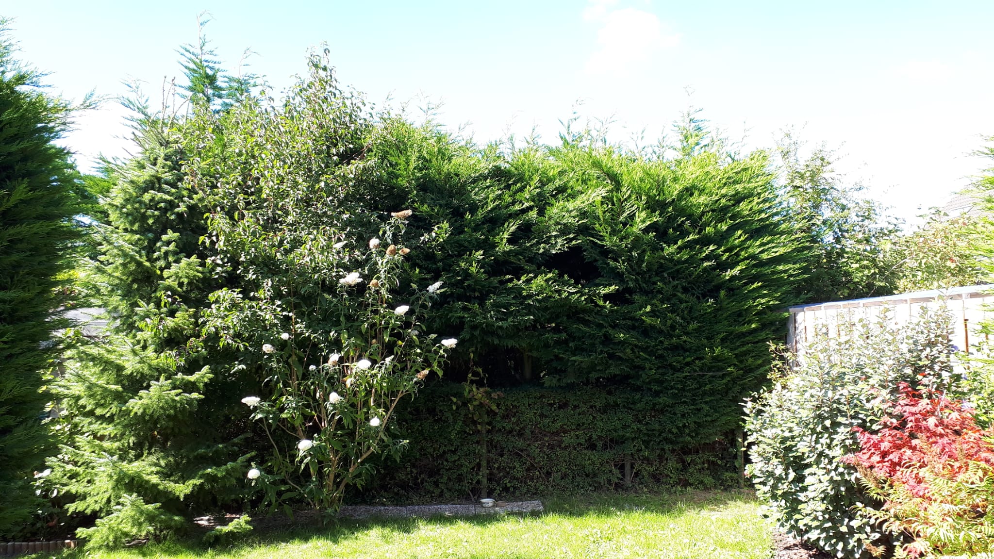 Snoei jij de coniferen met mij?