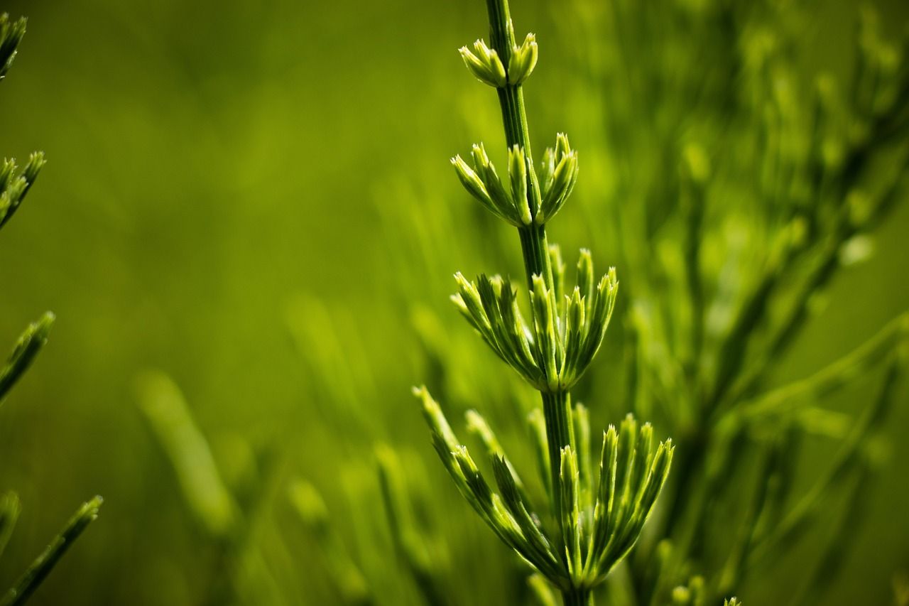 Kom jij die vervelende Heermoes weghalen tussen de tegels?