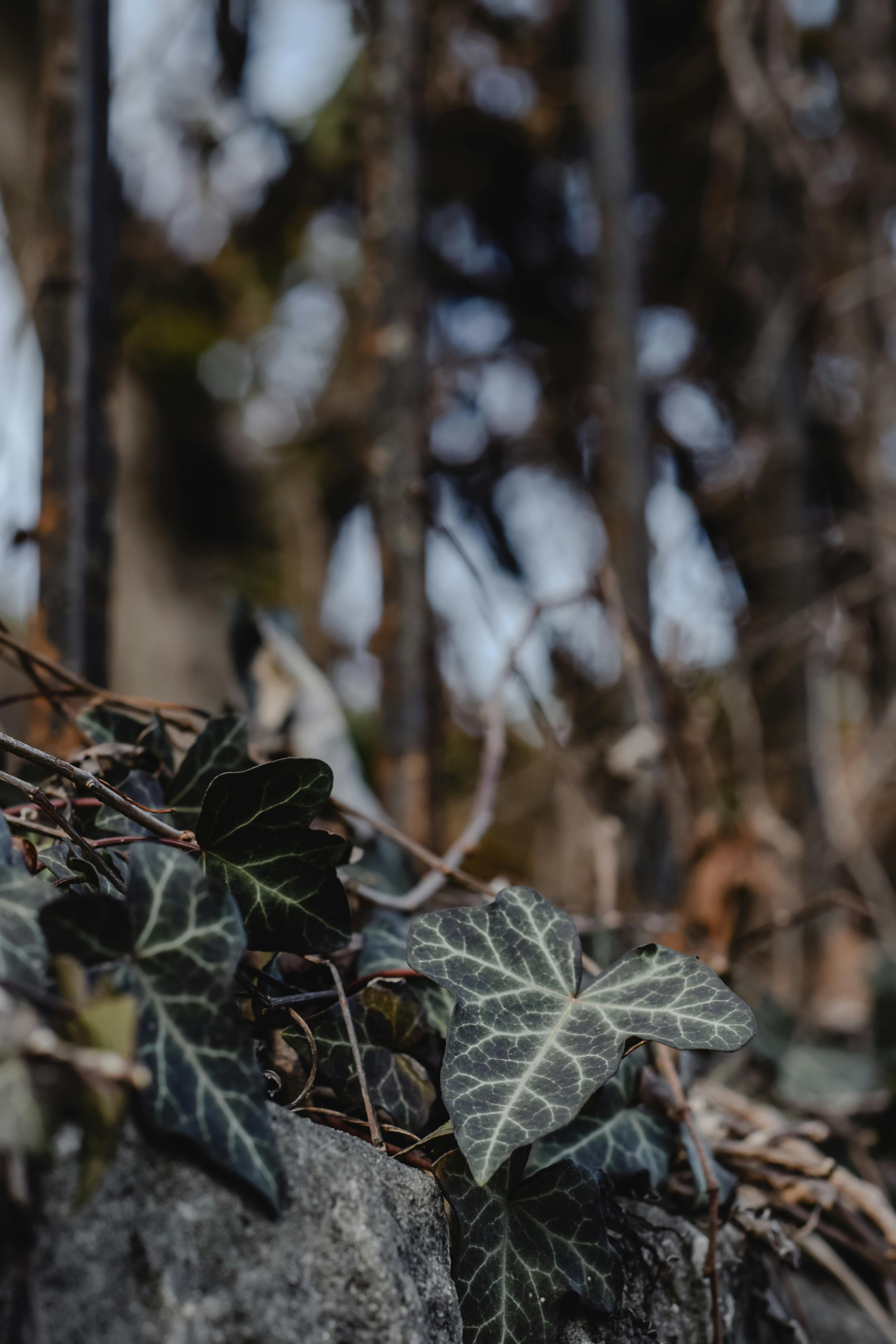 Wie helpt deze lieve dame (72 jaar) met haar tuin?
