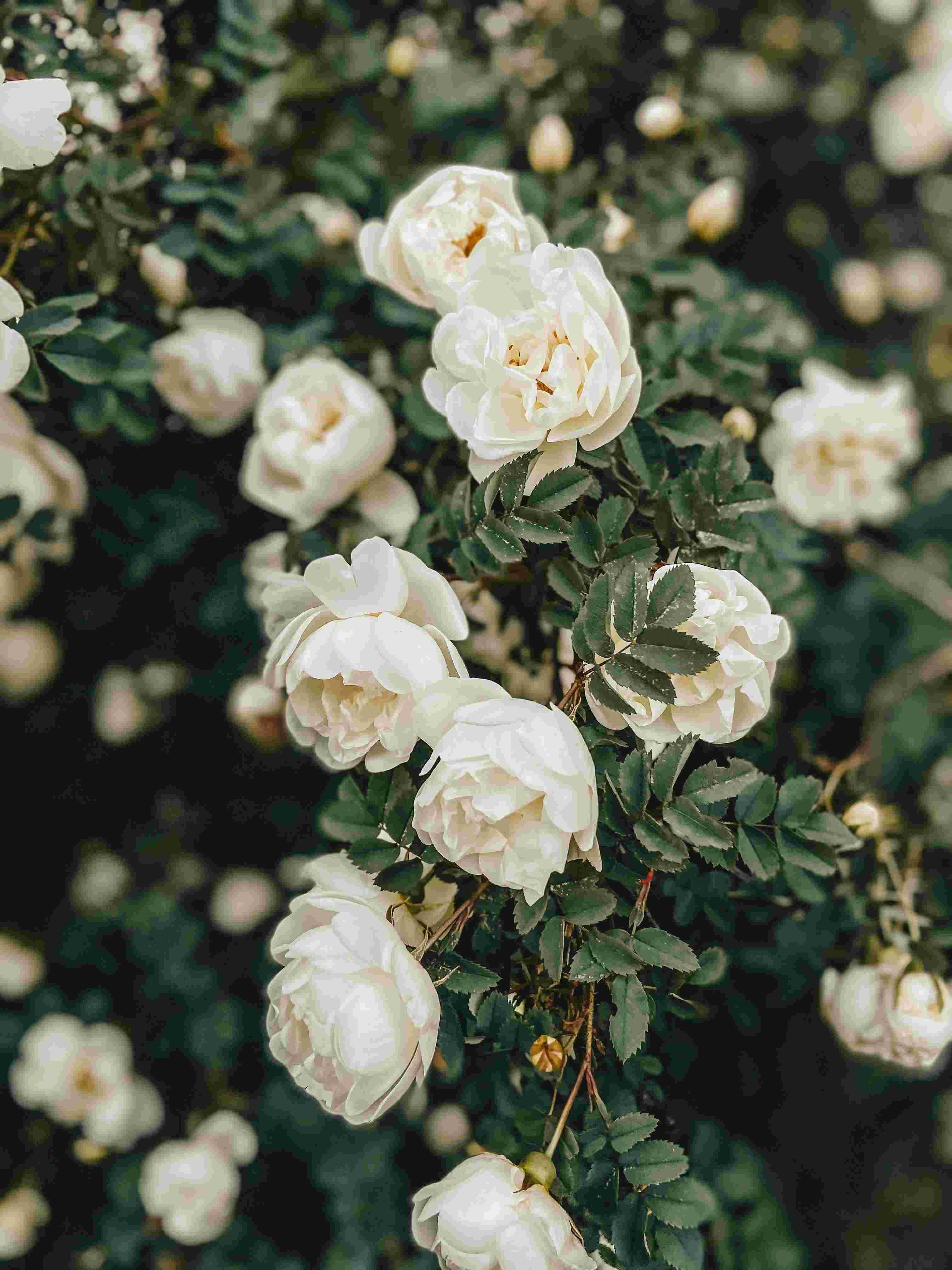 Zorg jij ervoor dat mevrouw weer kan genieten van haar tuin?