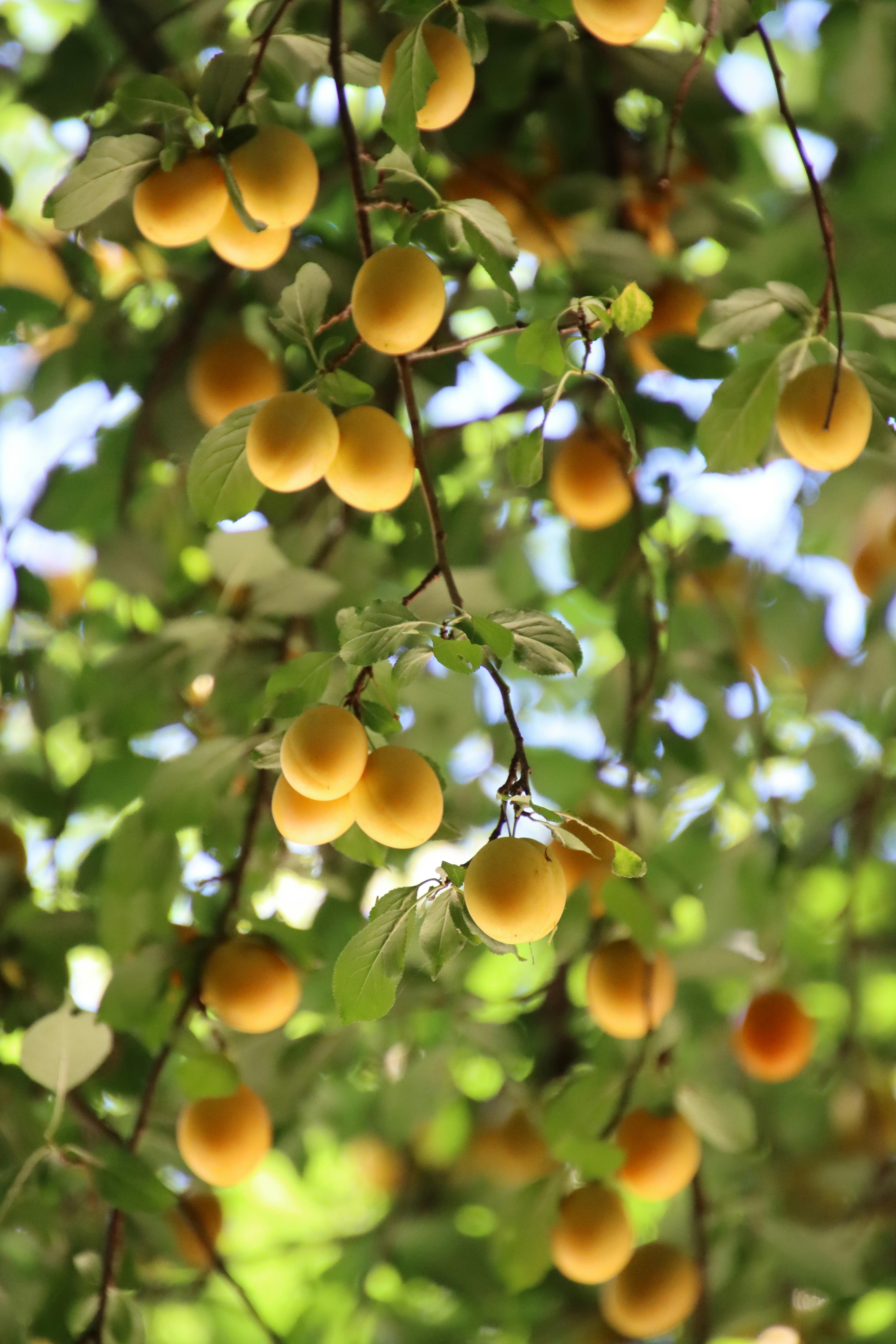 Help mevrouw verder met deze grote tuinklus!
