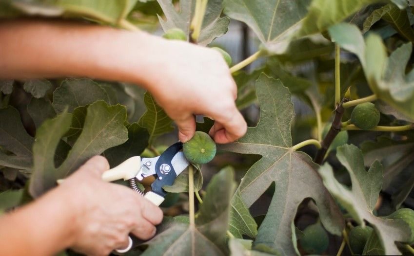 Dame met ALS uit Ursem kan jouw hulp in de tuin goed gebruiken. Heb jij tijd?