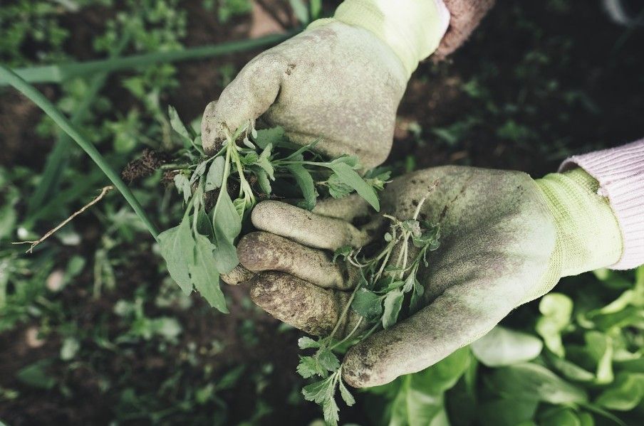 Houd jij van tuinieren, deze mevrouw zoekt een maatje!