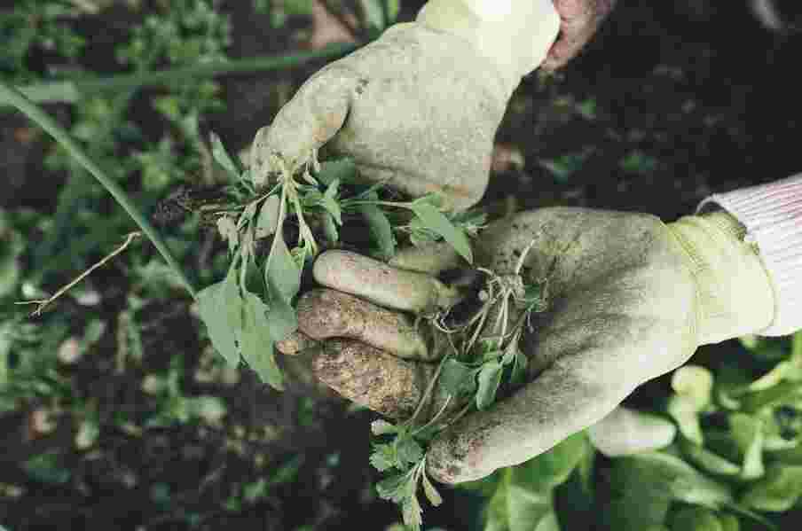 Houd jij van tuinieren, deze mevrouw zoekt een maatje!