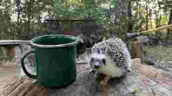 Tuin in nood – help jij mee?