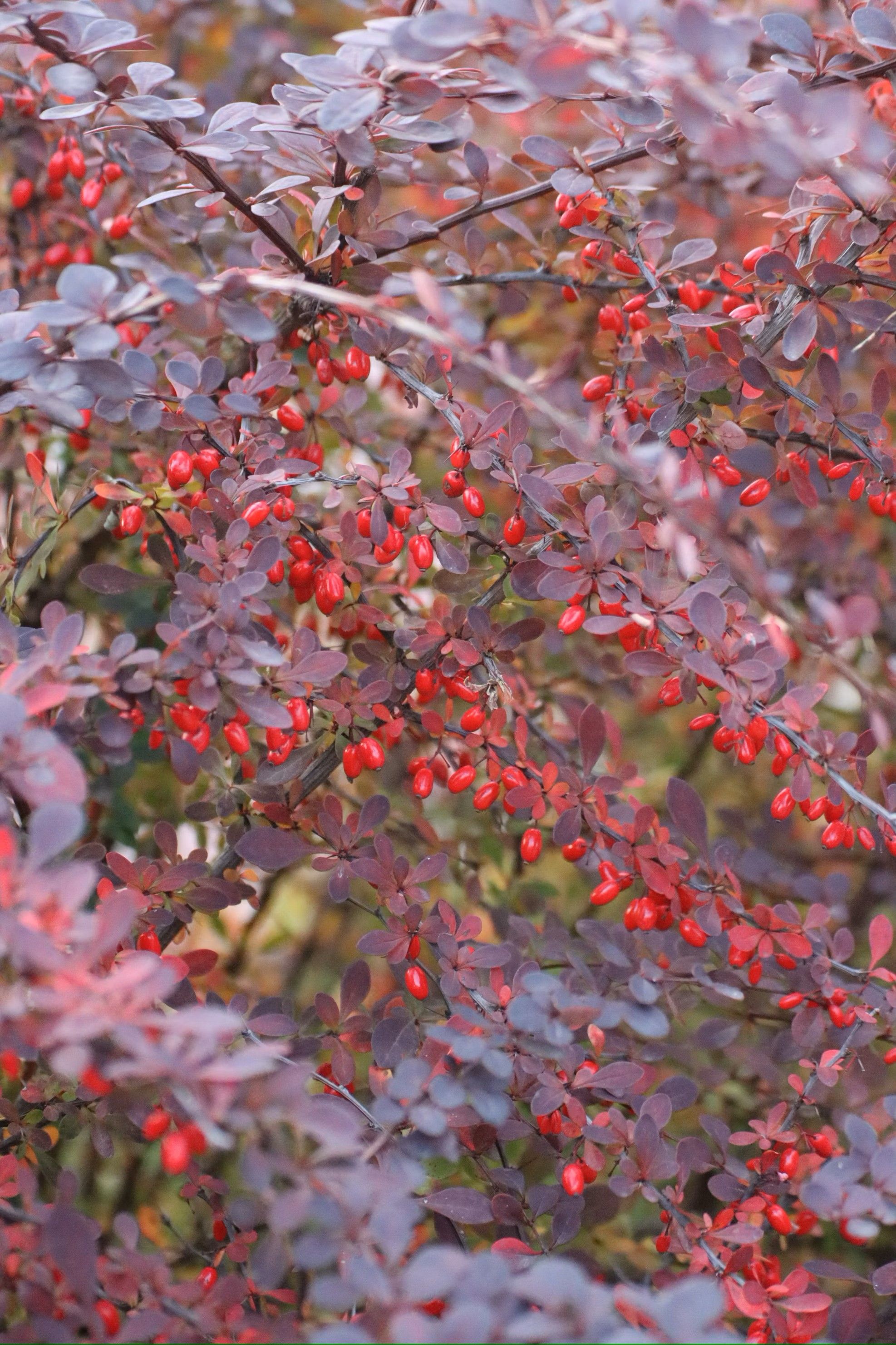 Stralende tuin: fris gesnoeid & perfect gemaaid!